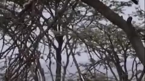 Buffalo vs Lion
