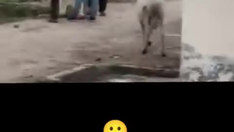 🤣 funny video
