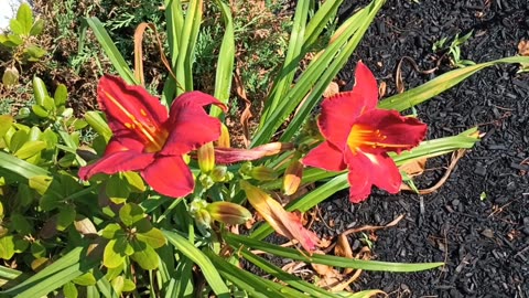 Daylilies