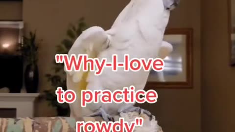 parrot refuses to be adopted! 😂 noooo!