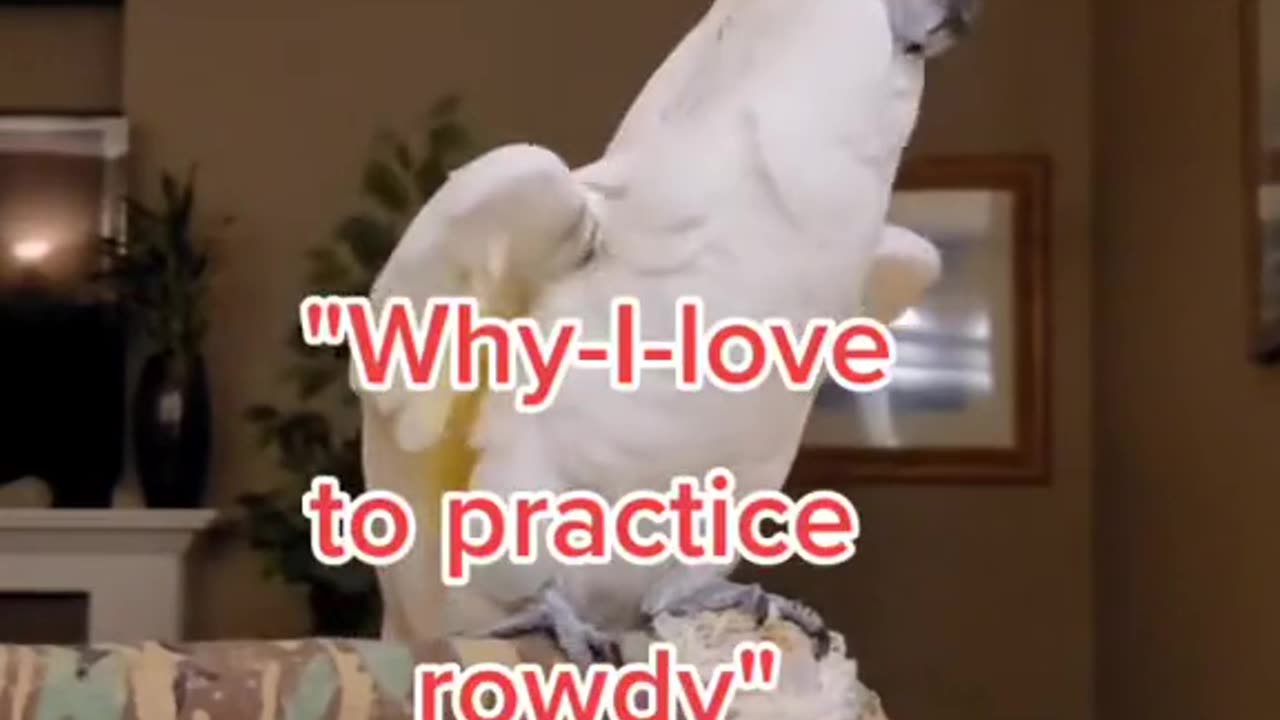 parrot refuses to be adopted! 😂 noooo!