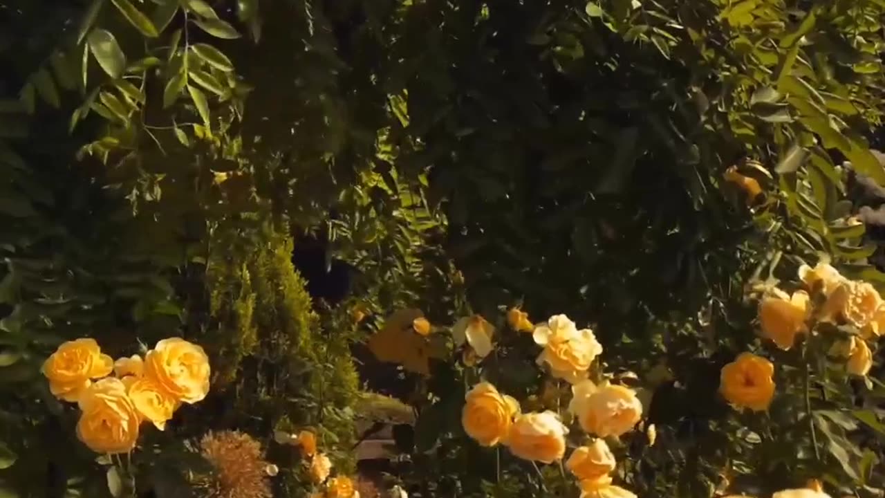 Premier flowers