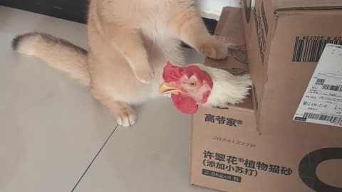 Cute cat