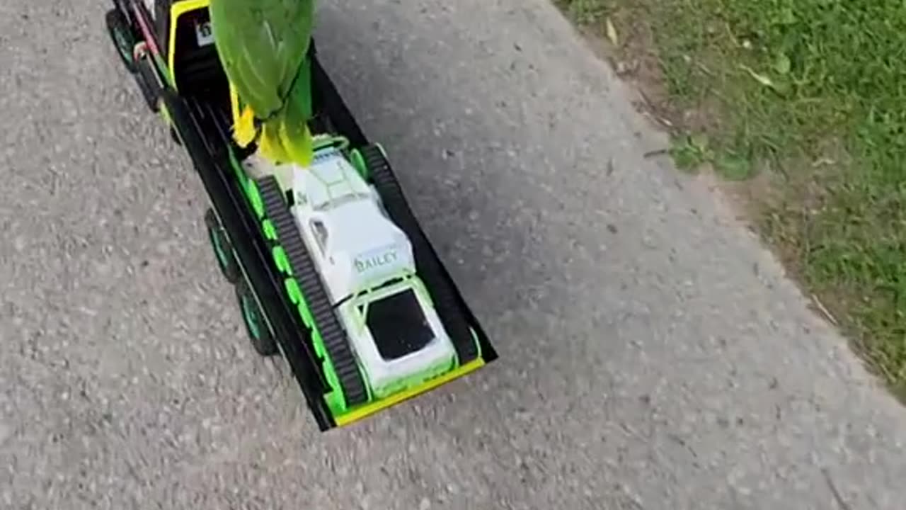 Driving parrot on the move! 🛻🦜😂