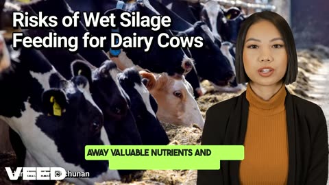 Managing Moisture:How Wet Silage Reduces Dry Matter Intake, Fertility & Milk Yield