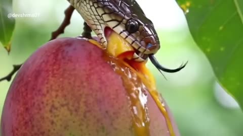 Mango-eating snakes