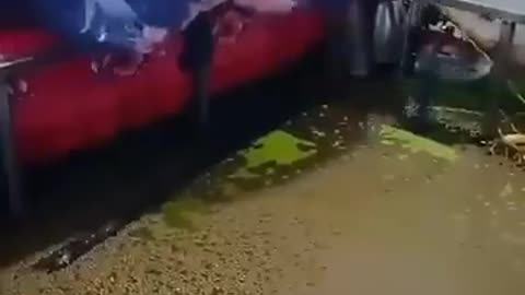 Tree falls on a man sleeping in a room full of water and watermelon falls into water