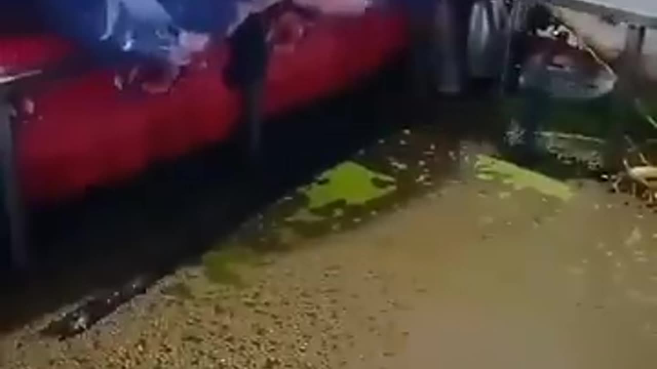 Tree falls on a man sleeping in a room full of water and watermelon falls into water