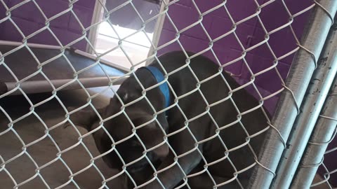 Potato 2y Pet Id 946743 kennel 22 HSSAZ shelter might have trouble in back legs20250627_282