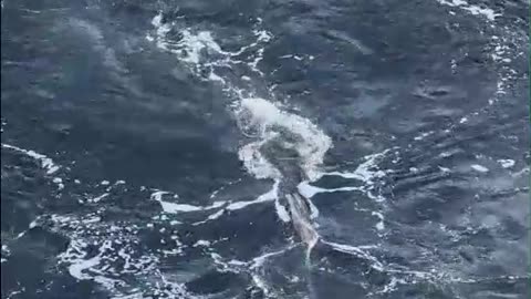 Whale Lunge Feeding Near Cruise Ship