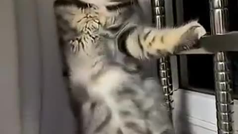Cats, cute cats, funny cat videos, animals, pets, adorable animals,