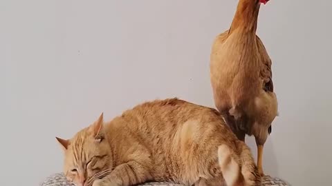 Funny Cat Jokes Clip