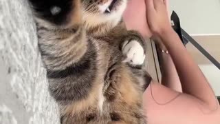 😂🐱 Meow Means Enough! | FunFM