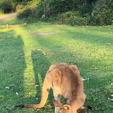 Kangaroo diaries only in Australia