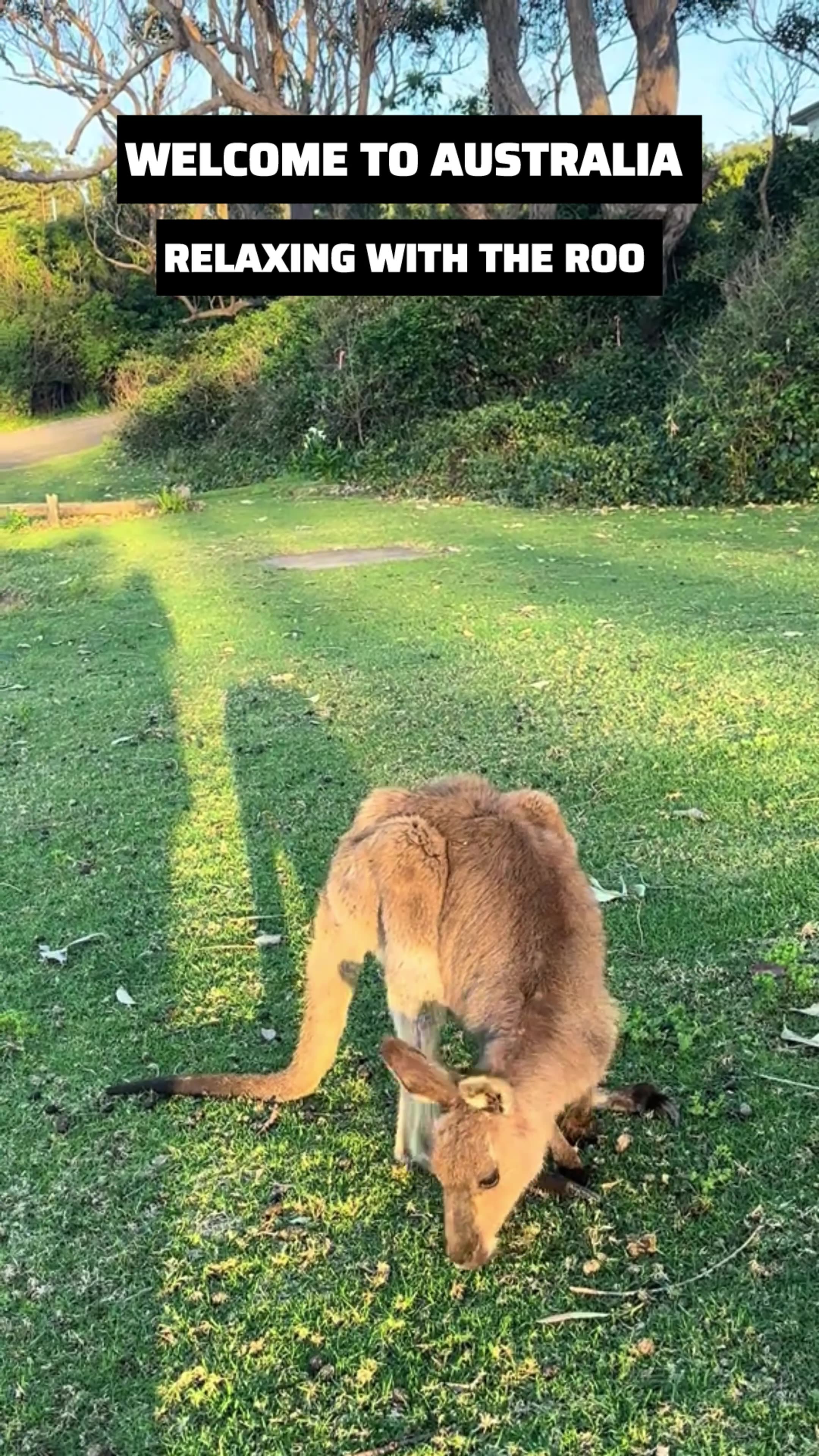 Kangaroo diaries only in Australia