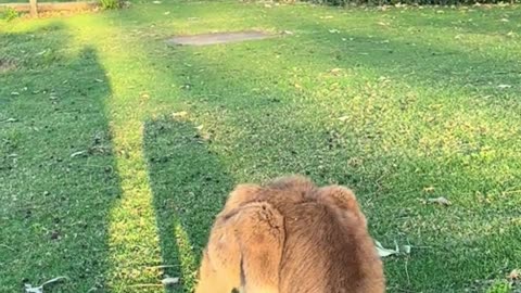 Kangaroo diaries only in Australia 