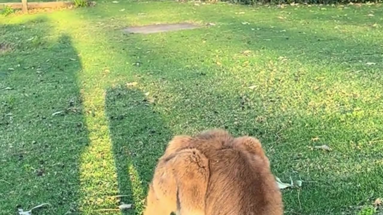 Kangaroo diaries only in Australia