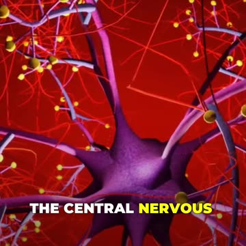 Nerve Repair: Restoring Signals in the Central Nervous System