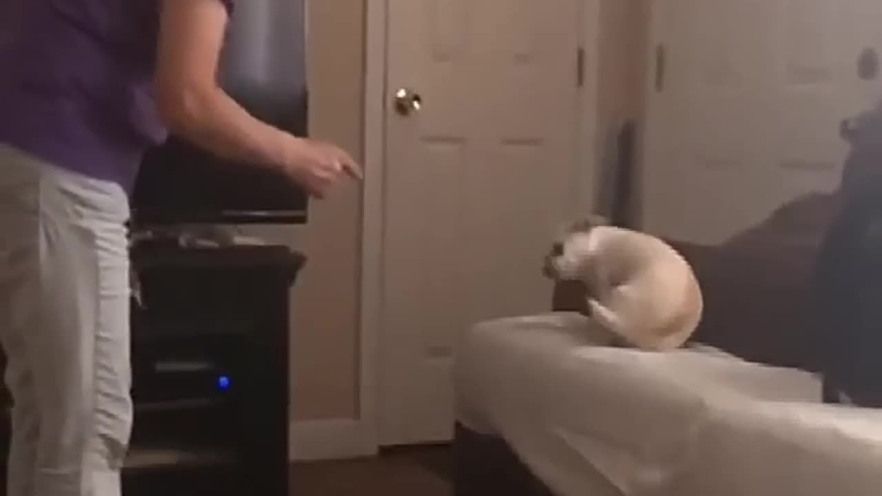 That part in dogs 2 😁😁😂