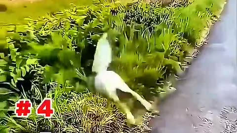Funny animals moment