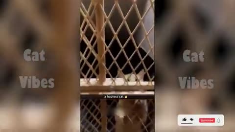 Funny cats