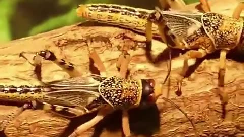 Globalist Agenda 2030 in Less than Sixty Seconds