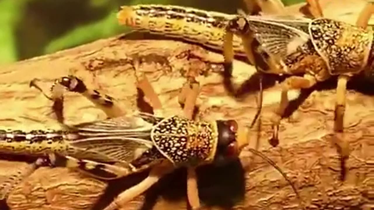 Globalist Agenda 2030 in Less than Sixty Seconds