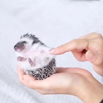 Don’t poke me I don’t like it 😊