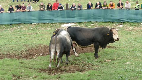 Medo od Buzova vs Brizan od Parčina Šestanovac 2025