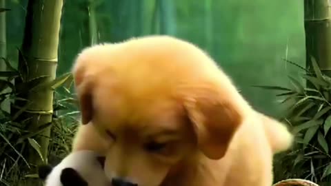 Dog 🐶 Best entertainment 😎 kahani