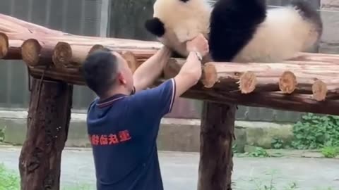 Animal Funny Video