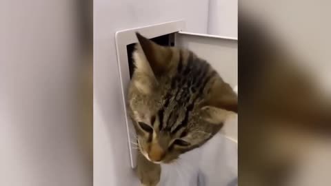 THE FUNNIEST CATS AND DOGS