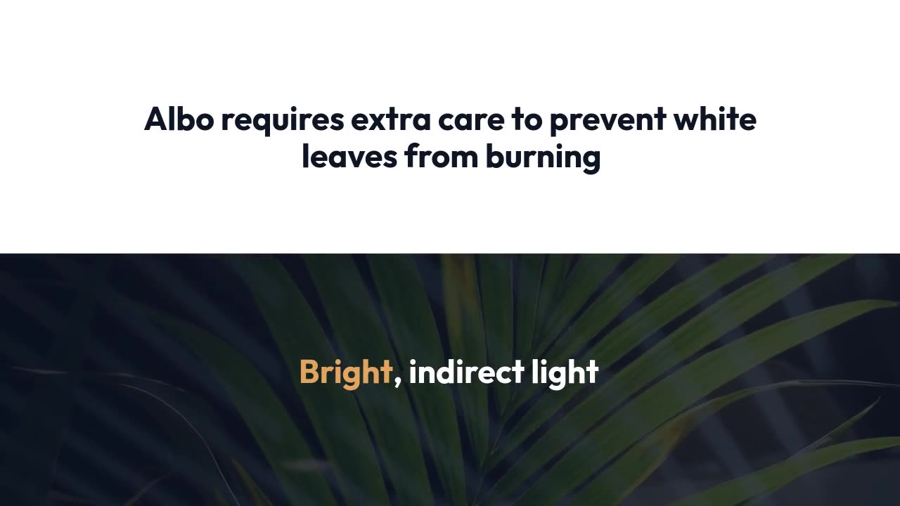 Monstera Thai Constellation vs Albo