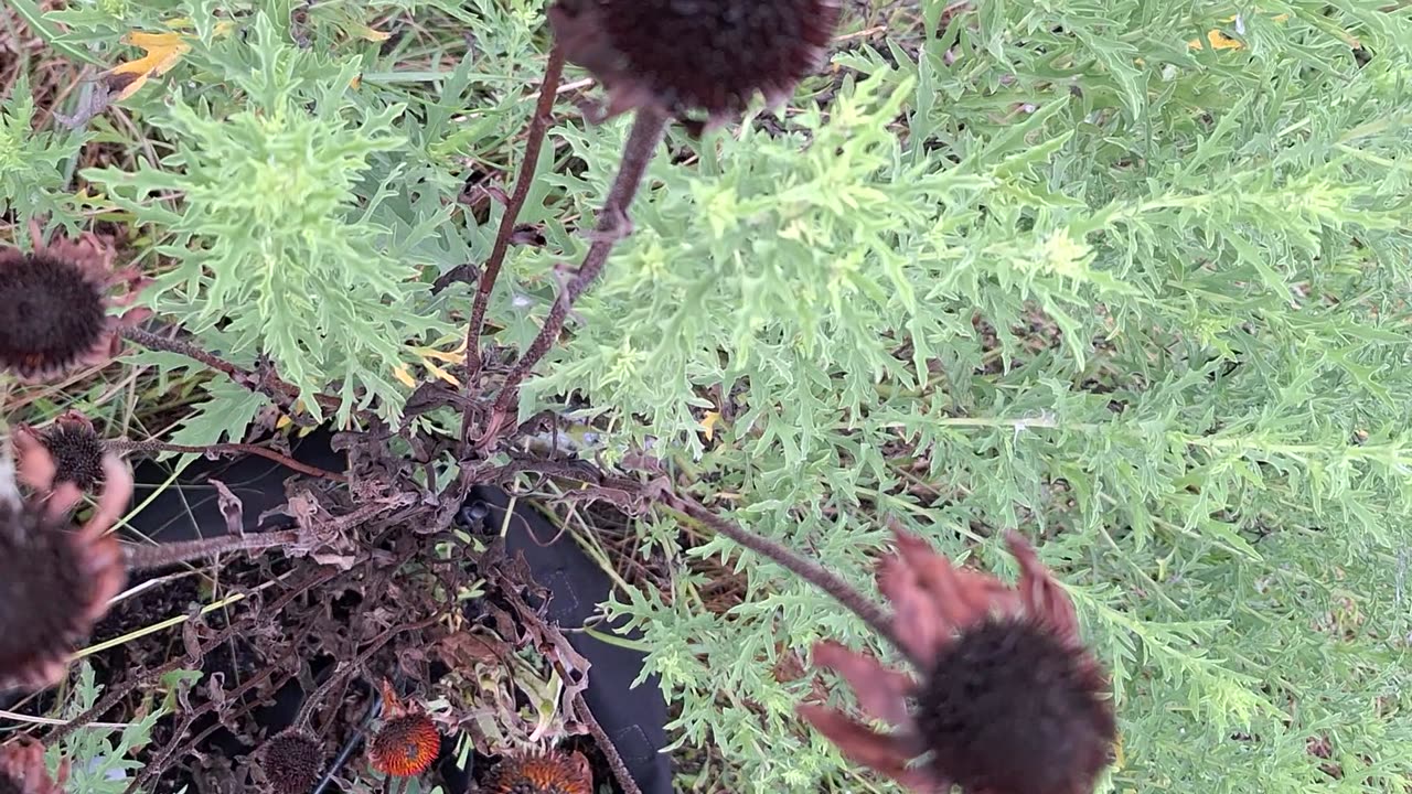 Echinacea