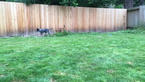 backyard hangout 32897234
