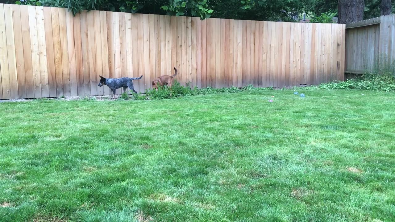 backyard hangout 32897234