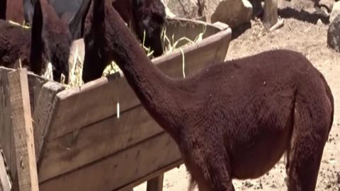 alpaca