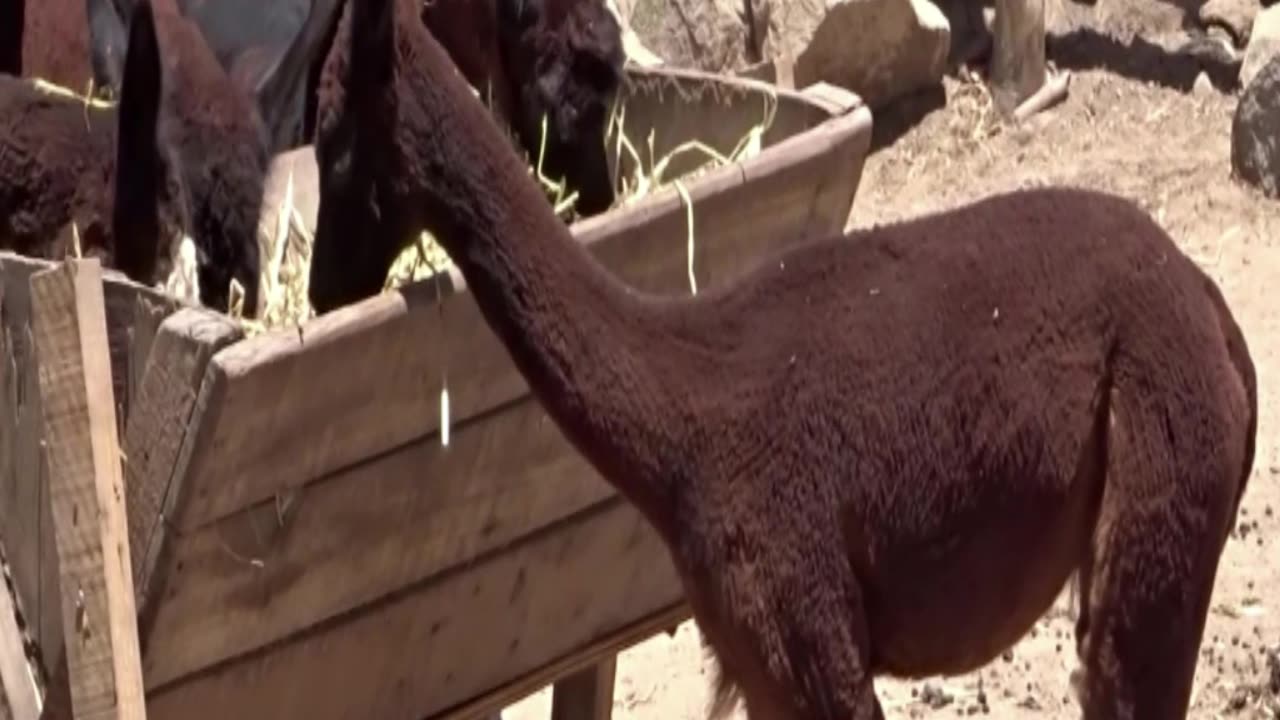 alpaca