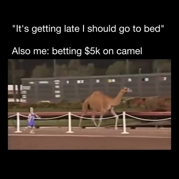 Gambling Midgets Vs Camel is Wild .