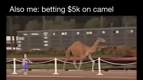 Gambling Midgets Vs Camel is Wild .