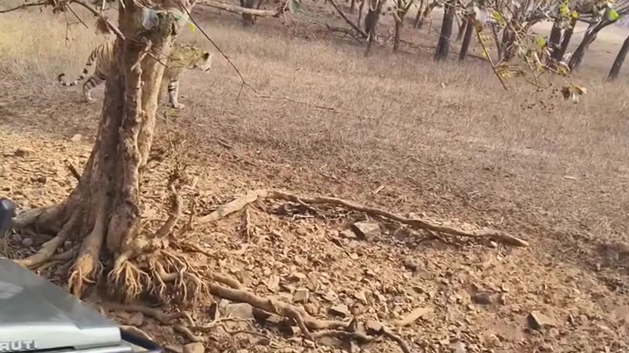 LIVE TIGER COMING SAFARI