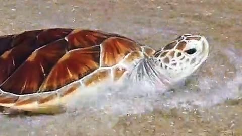 Tiny Turtle’s Big Journey to the Sea 🐢🌊 | Sounds of Nature