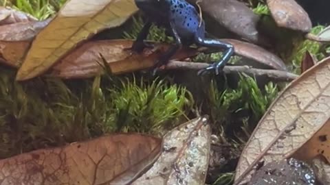 Valor the blue poison dart frog appears to thank me for dinner!