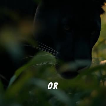 panther spot camouflage