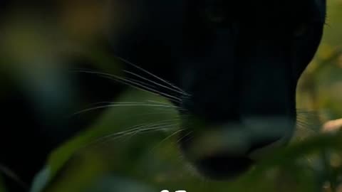 panther spot camouflage