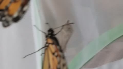 Mother Monarch update