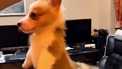 FUNNIEST Dog