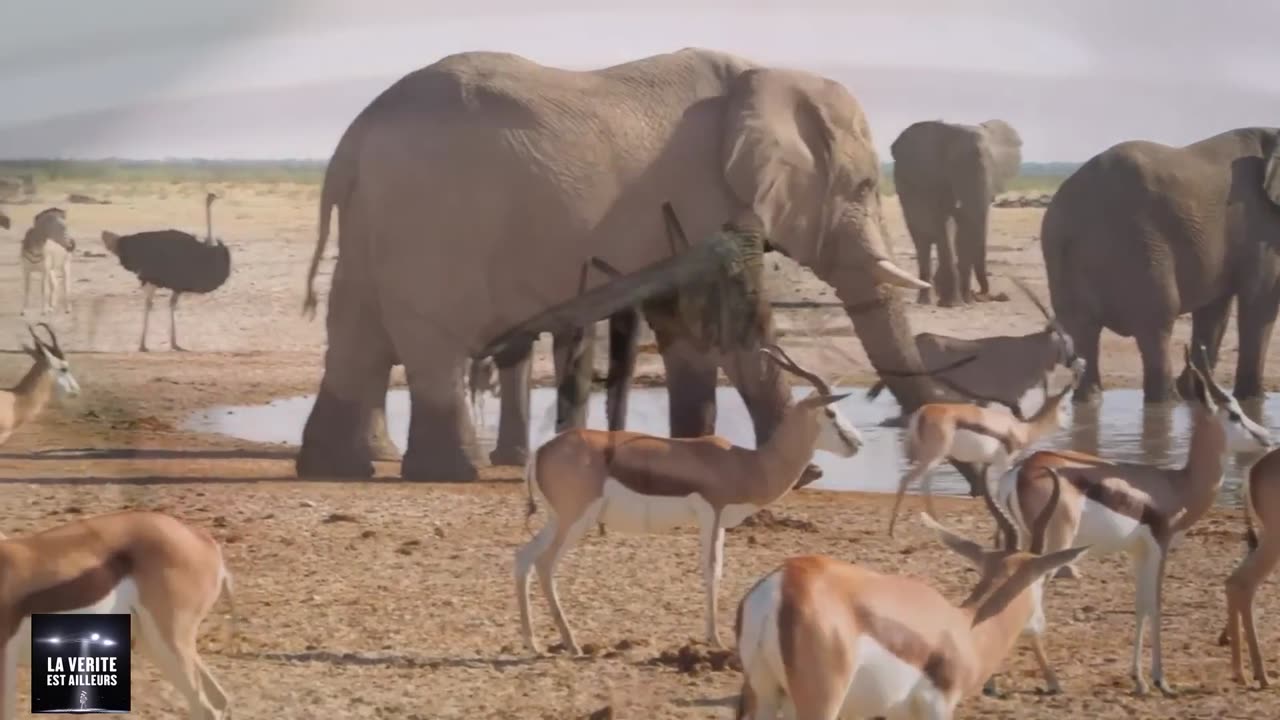 ★ NOUS AVONS REÇU UN MESSAGE EXTRATERRESTRE ils leur restent très peu de TEMPS !