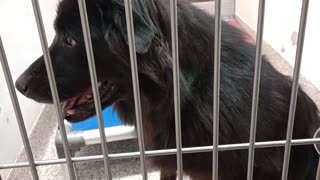 Leo 8y A878257 Bear 9y A551515 kennel 134 PACC shelter duo ~mad, didn't wanna push my luck2025912658