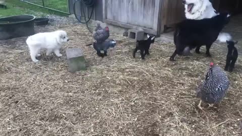 Woe Day 129. I am in the ark. Waiting for GOD to open the Door for a spring/summer Pentecost rapture